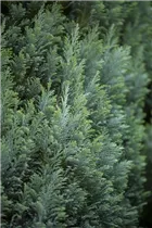 Chamaecyparis lawsoniana 'Ellwoodii' - Kegelzypresse 'Ellwoodii'