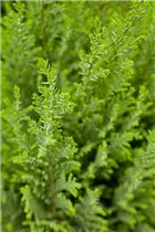 Chamaecyparis lawsoniana 'Ellwoodii' - Kegelzypresse 'Ellwoodii'