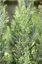 Chamaecyparis lawsoniana 'Ellwoodii' - Kegelzypresse 'Ellwoodii'