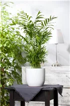 Chamaedorea elegans - Mexikanische Bergpalme Chamaedorea elegans - Mexikanische Bergpalme