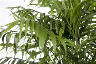 Chamaedorea elegans - Mexikanische Bergpalme Chamaedorea elegans - Mexikanische Bergpalme