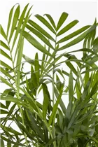 Chamaedorea elegans - Mexikanische Bergpalme Chamaedorea elegans - Mexikanische Bergpalme