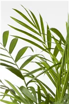 Chamaedorea elegans - Mexikanische Bergpalme Chamaedorea elegans - Mexikanische Bergpalme