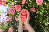 - Die Rose – die Königin der Pflanzen für Balkon und Terrasse  - Die Rose – die Königin der Pflanzen für Balkon und Terrasse