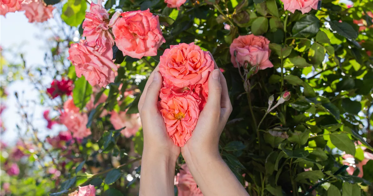  - Die Rose – die Königin der Pflanzen für Balkon und Terrasse