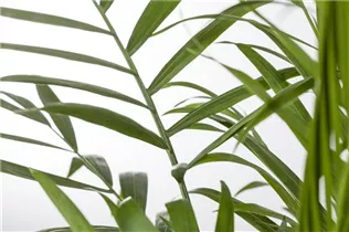 Chamaedorea elegans - Mexikanische Bergpalme Chamaedorea elegans - Mexikanische Bergpalme