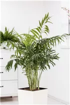 Chamaedorea elegans - Mexikanische Bergpalme Chamaedorea elegans - Mexikanische Bergpalme