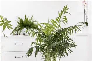 Chamaedorea elegans - Mexikanische Bergpalme Chamaedorea elegans - Mexikanische Bergpalme