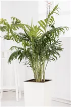 Chamaedorea elegans - Mexikanische Bergpalme Chamaedorea elegans - Mexikanische Bergpalme