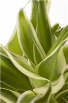 Chlorophytum comosum - Grünlilie Chlorophytum comosum - Grünlilie