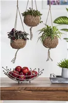 Chlorophytum comosum - Grünlilie Chlorophytum comosum - Grünlilie