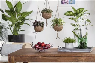 Chlorophytum comosum - Grünlilie Chlorophytum comosum - Grünlilie