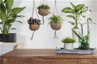 Chlorophytum comosum - Grünlilie Chlorophytum comosum - Grünlilie