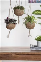 Chlorophytum comosum - Grünlilie Chlorophytum comosum - Grünlilie