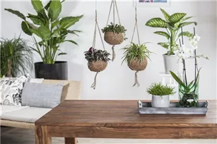 Chlorophytum comosum - Grünlilie Chlorophytum comosum - Grünlilie