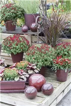 Pennisetum setaceum 'Rubrum' - Federborstengras 'Rubrum' Pennisetum setaceum 'Rubrum' - Federborstengras 'Rubrum'