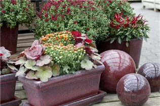 Chrysanthemum indicum - Herbst-Chrysantheme