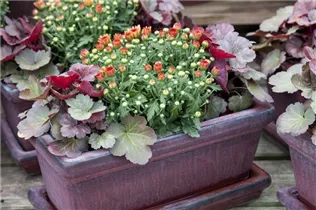 Chrysanthemum indicum - Herbst-Chrysantheme