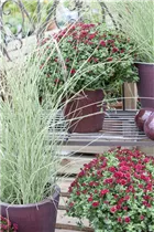 Chrysanthemum indicum - Herbst-Chrysantheme