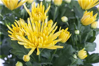 Chrysanthemum indicum - Herbst-Chrysantheme
