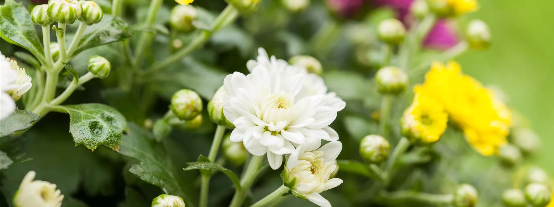 Chrysanthemum indicum Chrysanthemum indicum