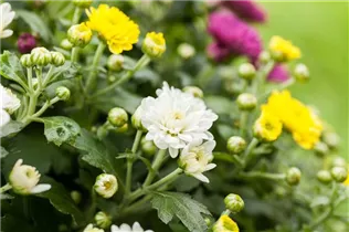 Chrysanthemum indicum 'Trio' - Herbst-Chrysantheme 'Trio'