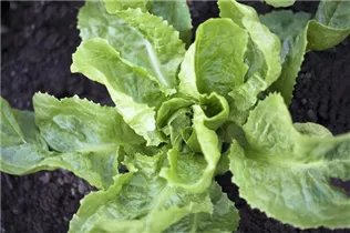 Cichorium endivia - Endivie Cichorium endivia - Endivie