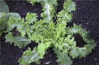 Cichorium endivia - Endivie Cichorium endivia - Endivie