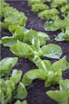 Cichorium endivia - Endivie Cichorium endivia - Endivie