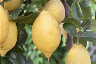 Citrus limon - Zitrone