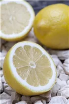 Citrus limon - Zitrone