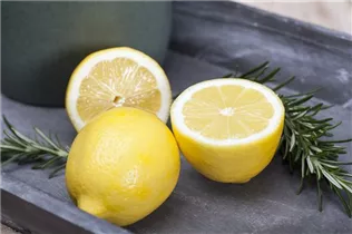 Citrus limon - Zitrone