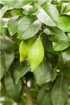 Citrus limon - Zitrone
