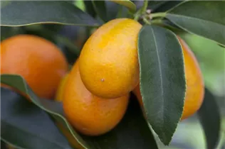 Citrus margarita - Ovale Kumquat Citrus margarita - Ovale Kumquat
