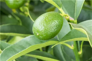 Citrus margarita - Ovale Kumquat Citrus margarita - Ovale Kumquat