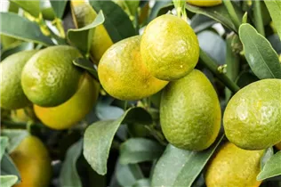 Citrus margarita - Ovale Kumquat Citrus margarita - Ovale Kumquat