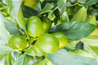 Citrus margarita - Ovale Kumquat Citrus margarita - Ovale Kumquat