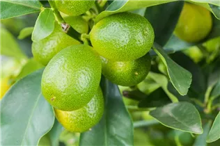 Citrus margarita - Ovale Kumquat Citrus margarita - Ovale Kumquat