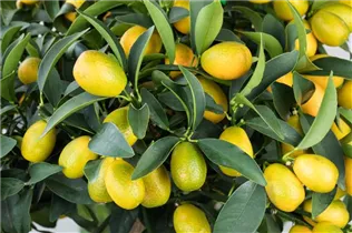 Citrus margarita - Ovale Kumquat Citrus margarita - Ovale Kumquat