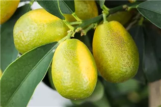 Citrus margarita - Ovale Kumquat Citrus margarita - Ovale Kumquat