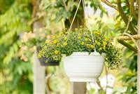  - Ein Husarenknopf für den sommerlichen Balkon 