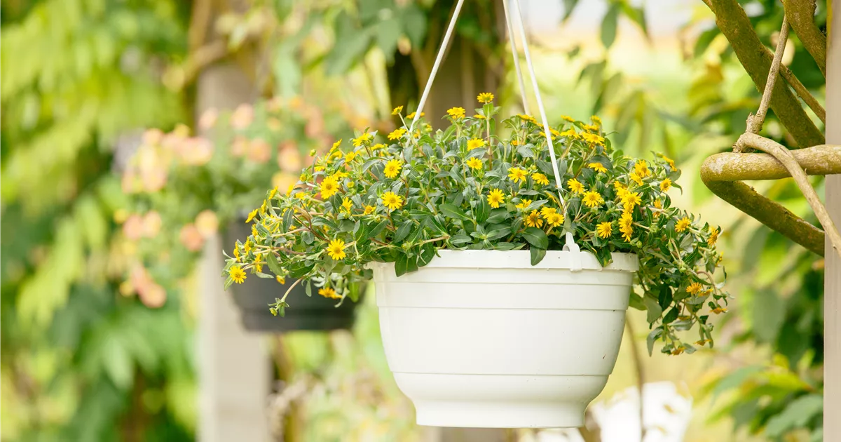 - Ein Husarenknopf für den sommerlichen Balkon 