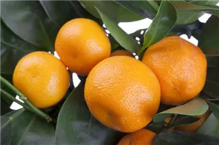 Citrus sinensis - Orange