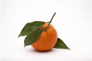 Citrus sinensis - Orange