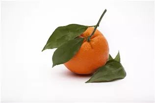 Citrus sinensis - Orange