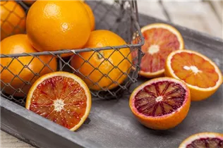 Citrus sinensis - Orange