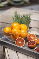 Citrus sinensis - Orange