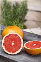 Citrus sinensis - Orange
