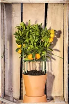 Citrus, Stamm - Citrus, Stamm