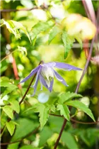 Clematis alpina - Alpen-Waldrebe Clematis alpina - Alpen-Waldrebe